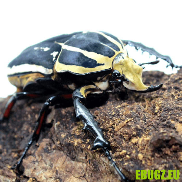 Mecynorhina torquata ugandensis bleu – Image 2