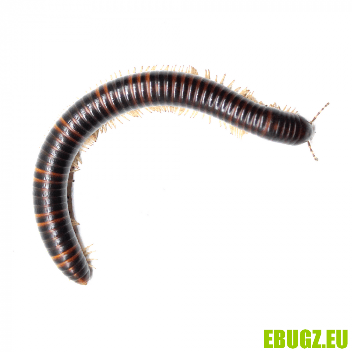 Telodeinopus assiensis – Image 3