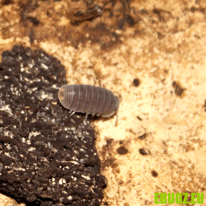 Cubaris murina
