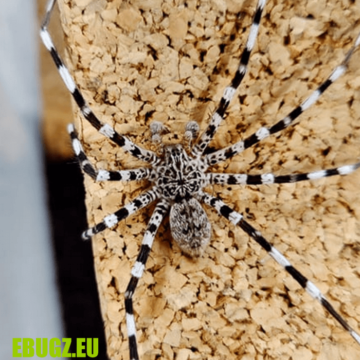 Viridasius sp sylvestrisform