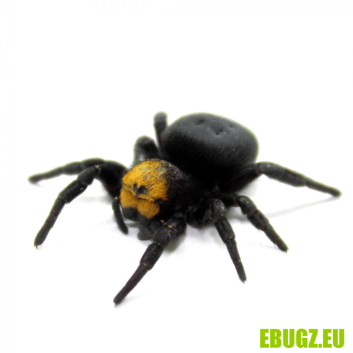 Eresus cf caspic