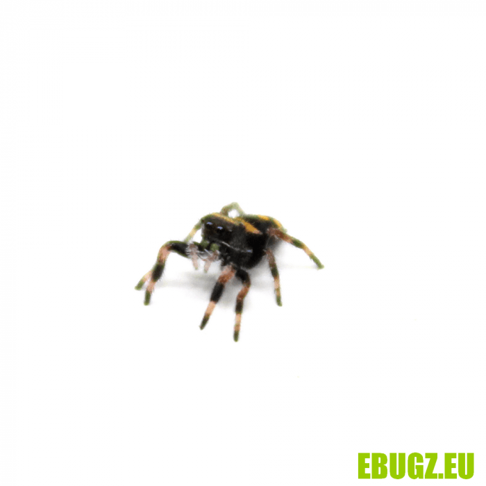 Phidippus regius "rastafari" – Image 2