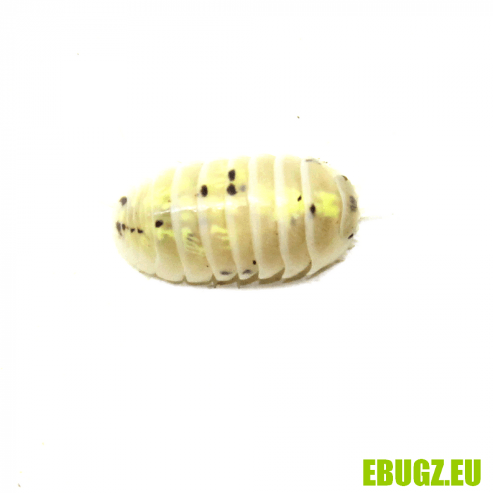 Armadillidium vulgare "magic potion"