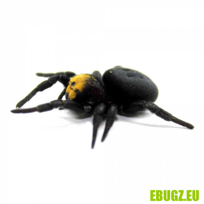 Eresus cf caspic – Image 2