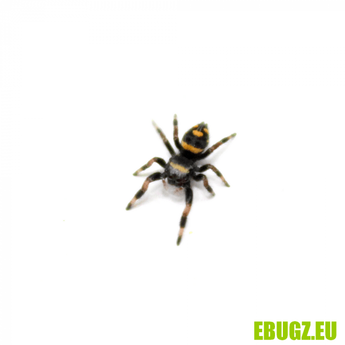 Phidippus regius "rastafari"