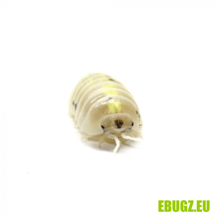 Armadillidium vulgare "magic potion" – Image 2
