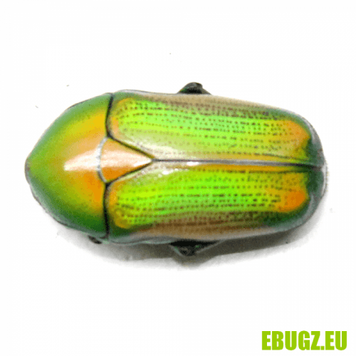 Chlorocala africana camerunica