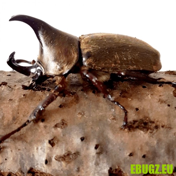 Xylotrupes pubescens