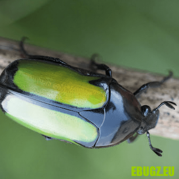 Chlorocala conjux