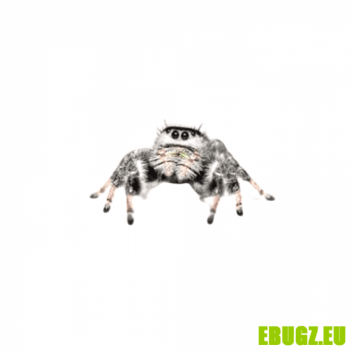 Phidippus regius "Apalachicola"