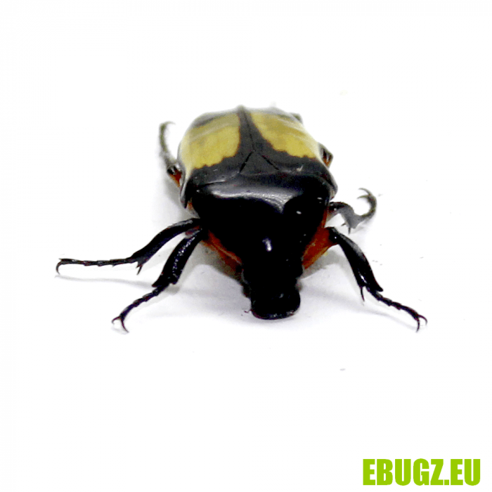 Pedinorrhina septa sellata – Image 2