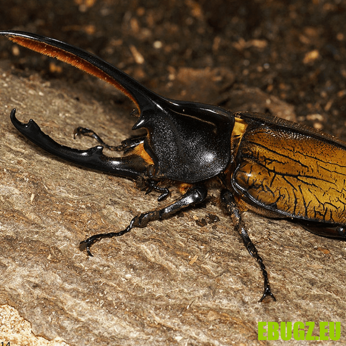 Dynastes hercules septentrionalis