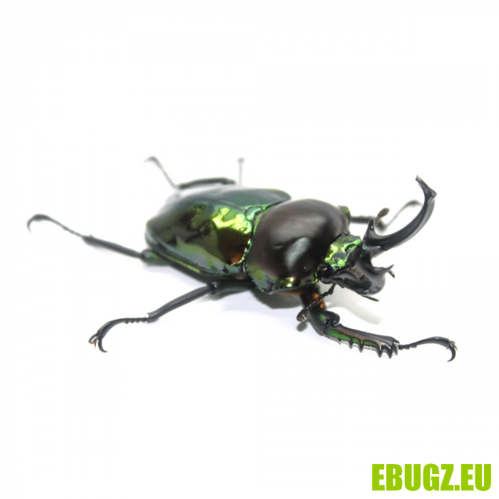 Phalacrognathus muelleri