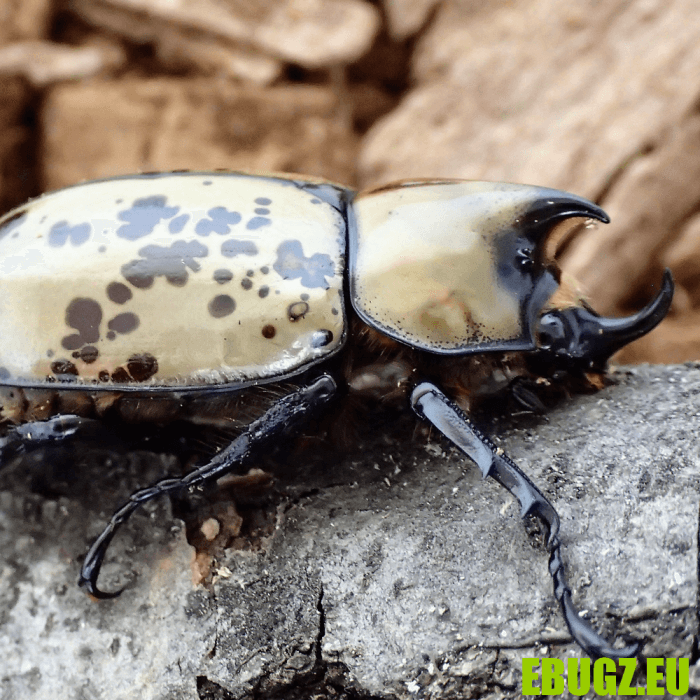 Dynastes tityus
