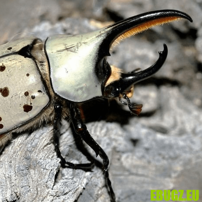 Dynastes granti