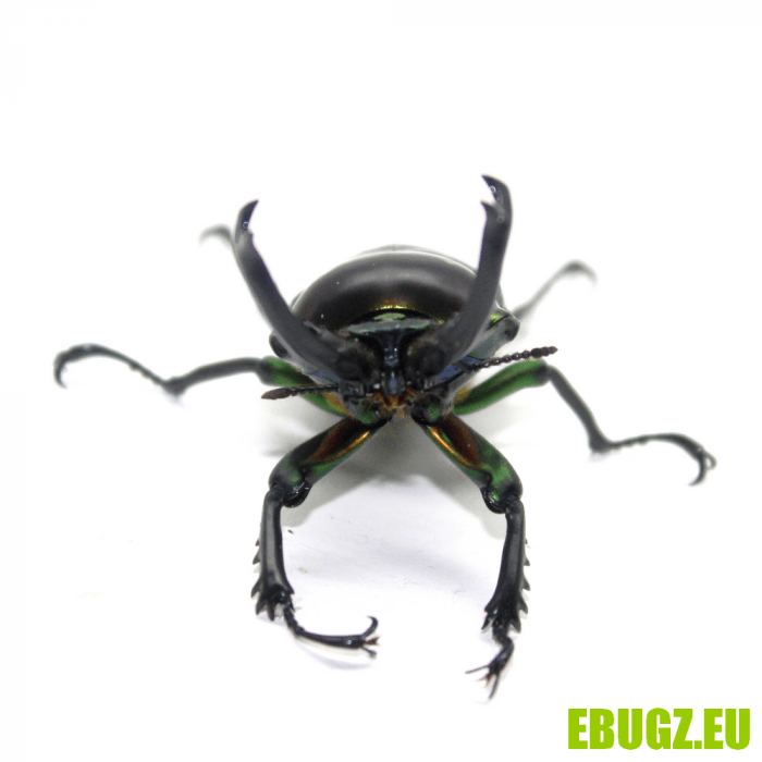 Phalacrognathus muelleri – Image 2