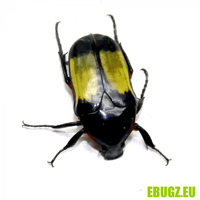 Pedinorrhina septa sellata