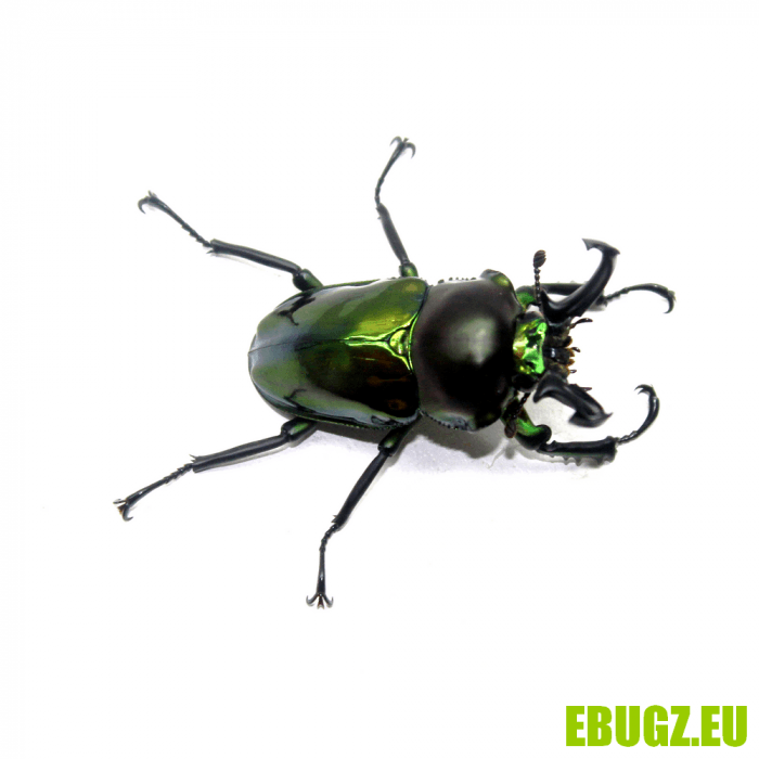 Phalacrognathus muelleri – Image 3