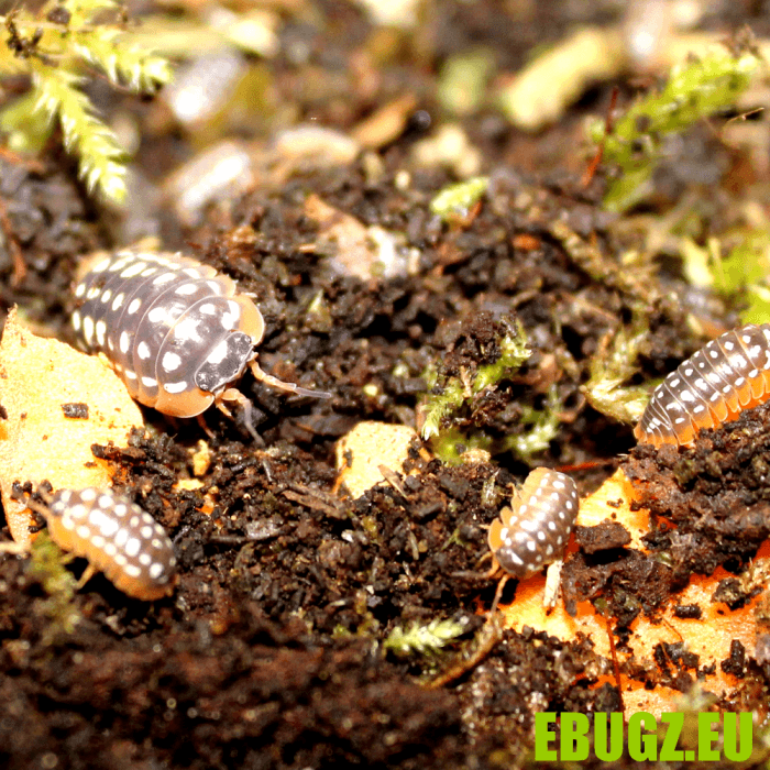 Armadillidium werneri corfu