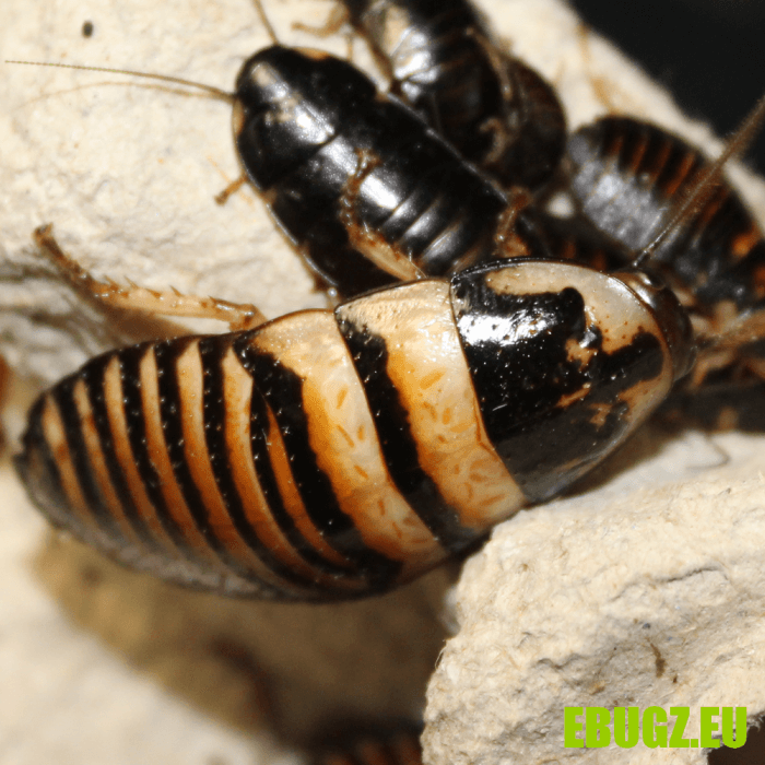 Elliptorhina javanica