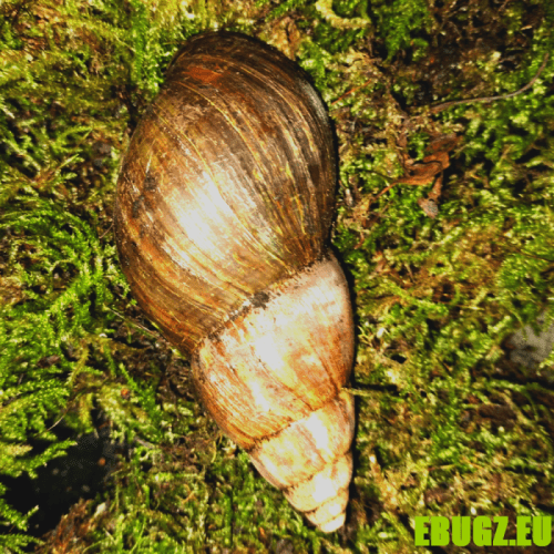 Lissachatina fulica (classique)