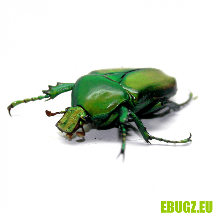 Taurhina longiceps
