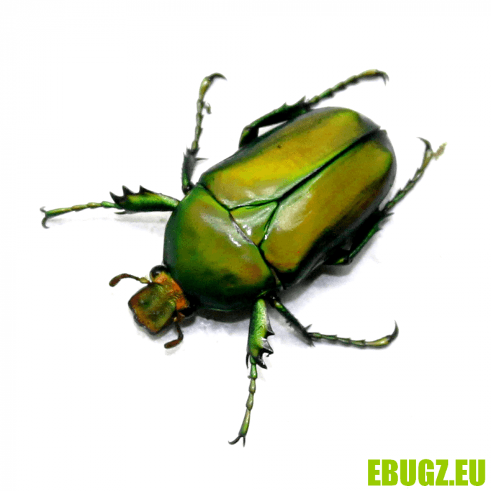 Taurhina longiceps – Image 2