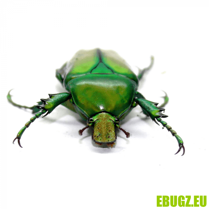 Taurhina longiceps – Image 3