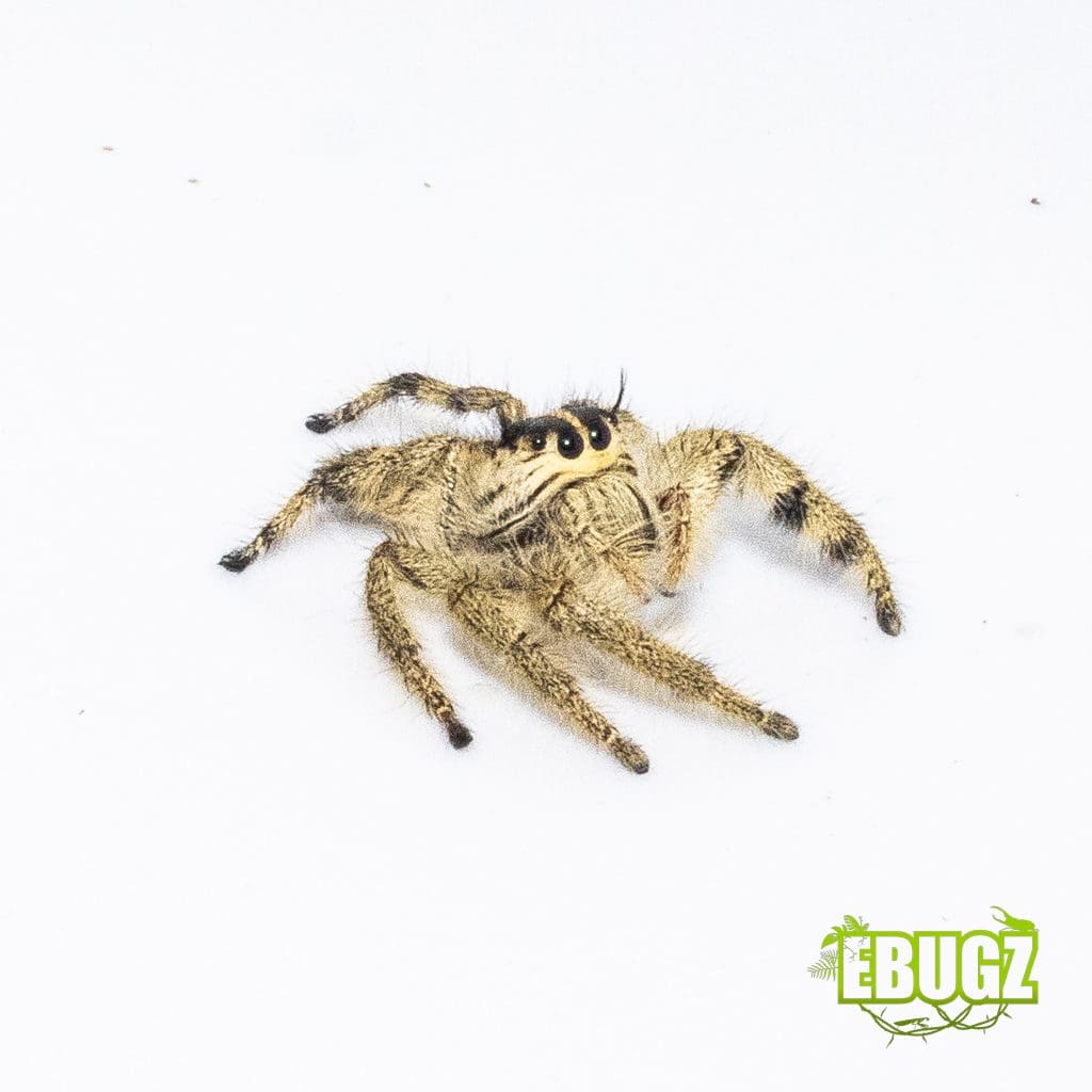 Hyllus diardi