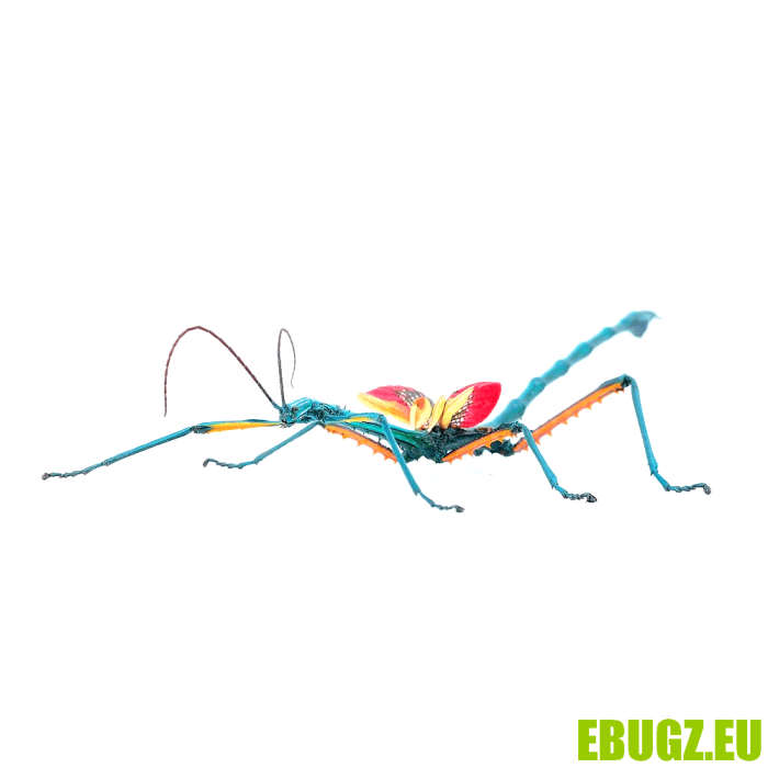 Achrioptera manga