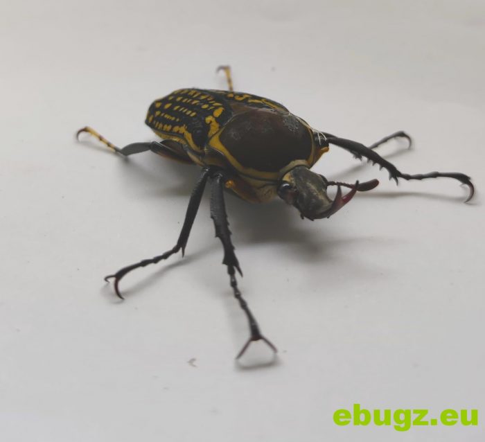 Megalorrhina harrisi