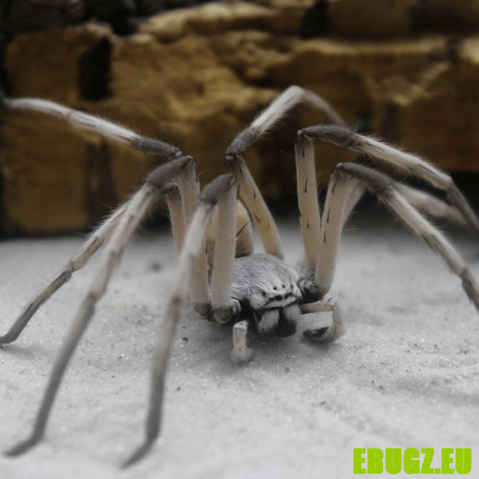 Cerbalus negebensis