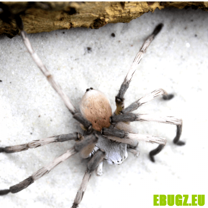 Cerbalus negebensis – Image 2