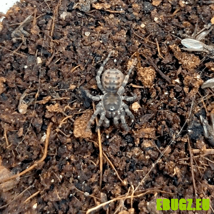 Liphistius sp. Sai Yok