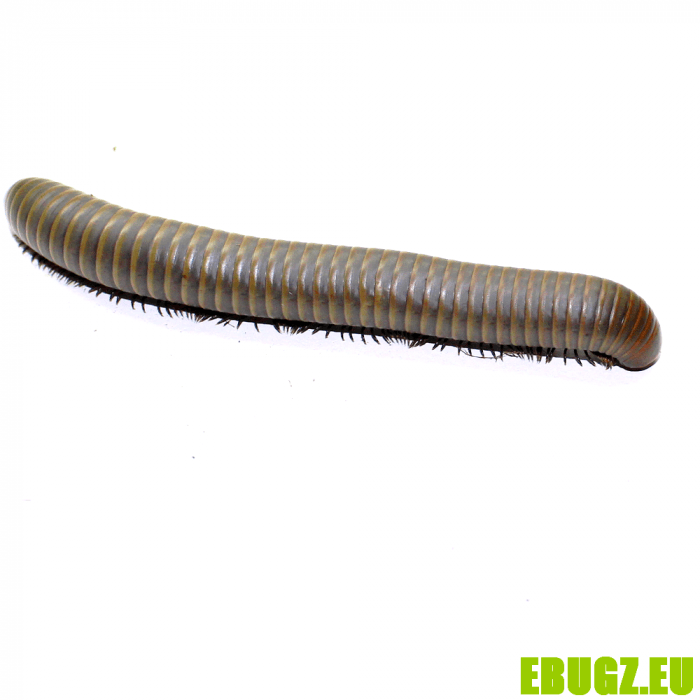 Narceus gordanus