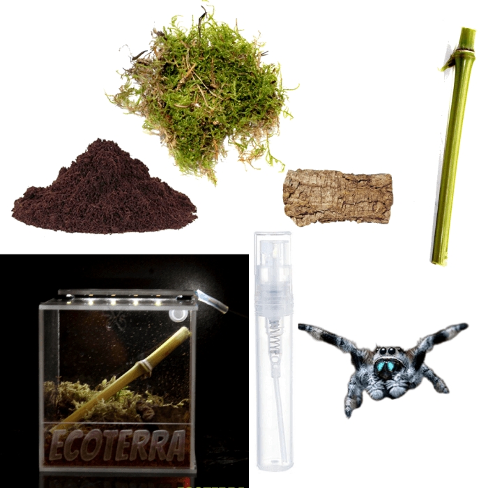 Starter pack light Phidippus regius "nord floride" L4-L5