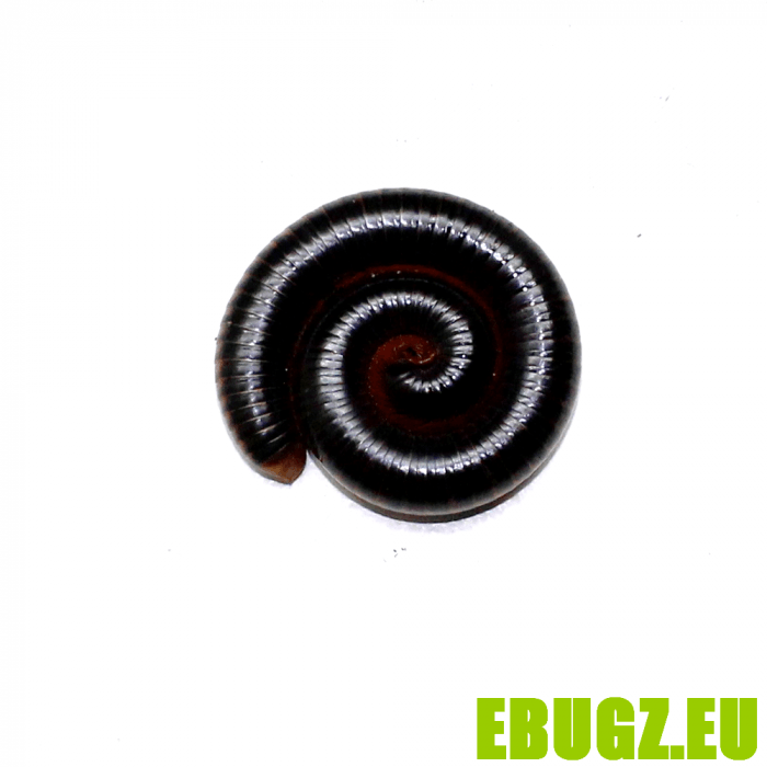 Peridontopyge rubescens – Image 2