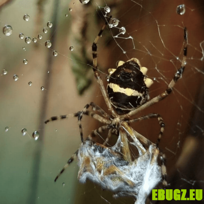 Argiope argentata – Image 2