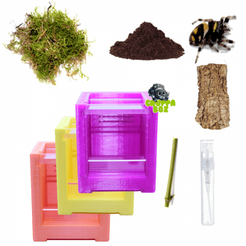 Starter pack Phidippus regius "Isla juventud" L3-L4