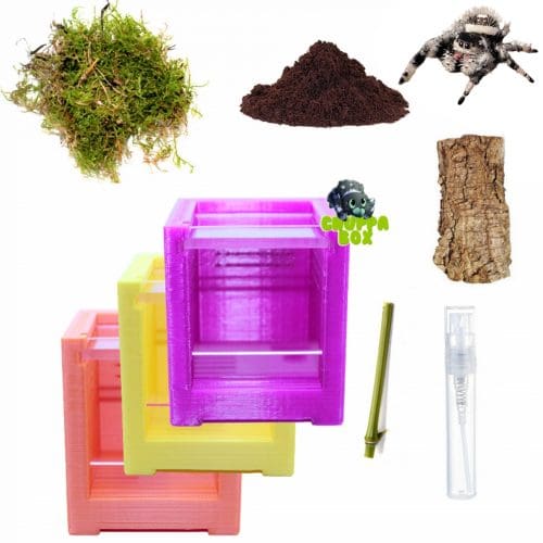 Starter pack Phidippus regius "Bahamas" L3-L4