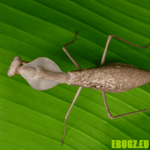 Rhombodera kirbyi