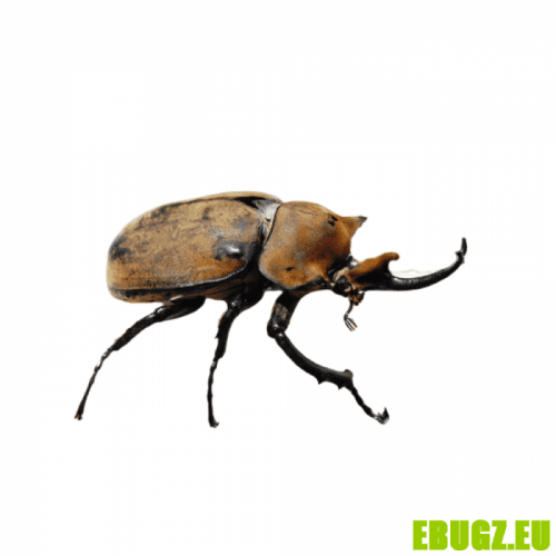 Megasoma gyas porioni