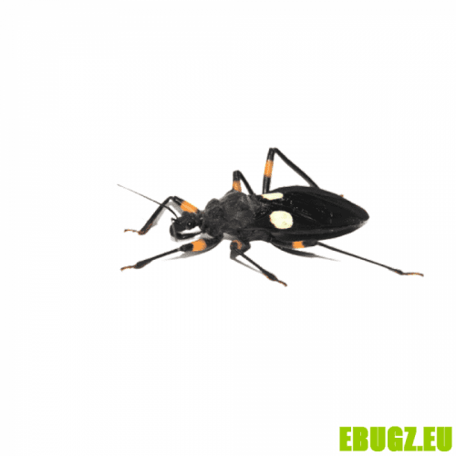 Platymeris biguttatus