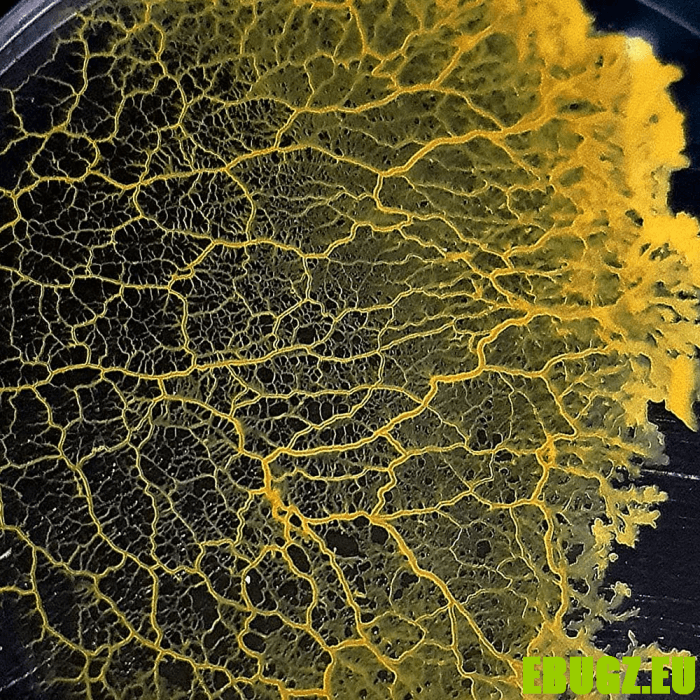 Coffret complet blob – Image 2