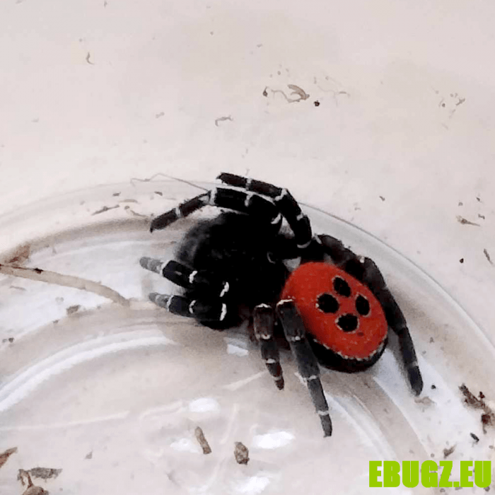 Eresus cf caspic – Image 3
