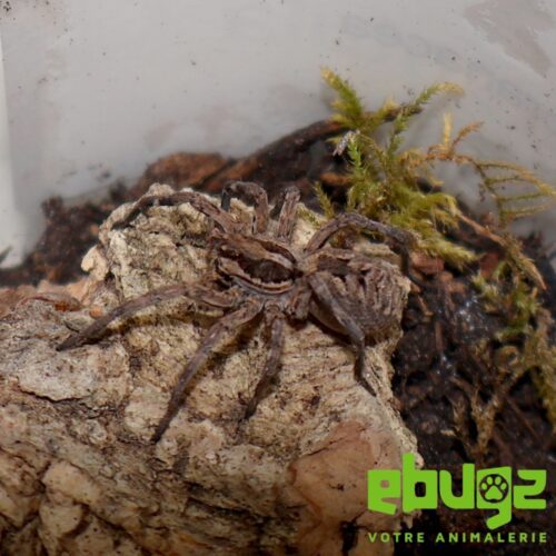Lycosa tarantula