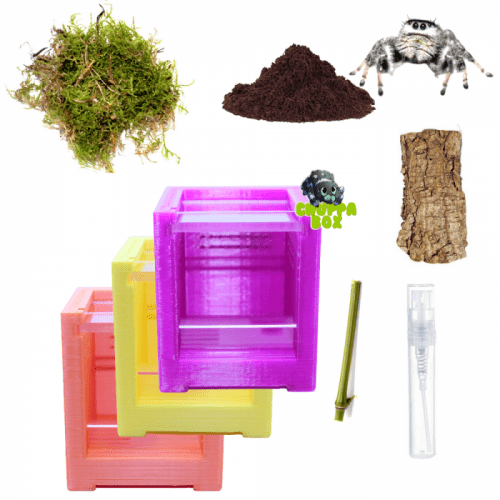 Starter pack Phidippus regius Apalachicola