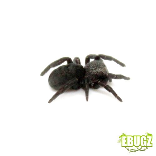 Eresus illustris