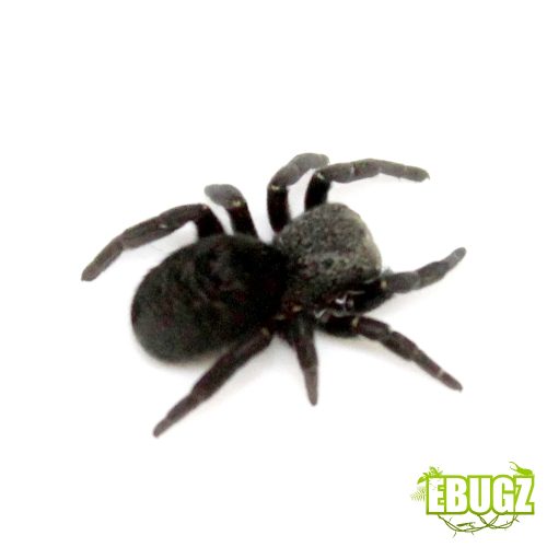 Eresus illustris