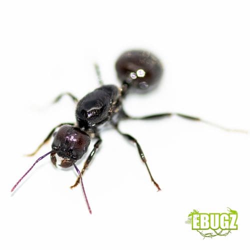 Messor barbarus